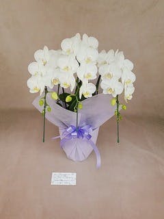 専用 ホワイト胡蝶蘭3本立ち クレイフラワー 胡蝶蘭（ホワイト）3本立ち」 | 花・花束を贈るフラワーギフト
