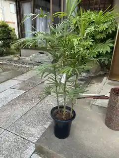 ウンナンシュロチク | 観葉植物通販HitoHana(ひとはな)