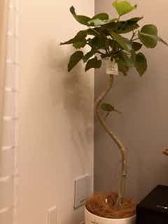 観葉植物 フィカス ウンベラータ 8号 曲り プラスチック鉢 | 観葉植物