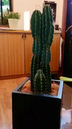柱サボテン | 観葉植物の通販ならHitoHana（ひとはな）