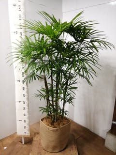観葉植物 シュロチク（棕櫚竹） 10号 ラスターポット 付き | 観葉植物