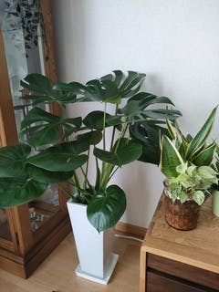 観葉植物 モンステラ【80cm】7号 斑入り プラスチック鉢 #69045 | 観葉