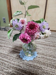 産地直送 スカビオサ 草花 花束 ミックス ／千葉 金井園芸からお
