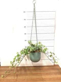 ハンギングプランツ | 観葉植物の通販ならHitoHana（ひとはな）