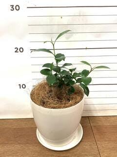 ガジュマル約1.5メートル/13号 ガジュマル約1.5メートル/13号 観葉植物 ガジュマル 4号 股仕立て