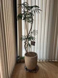 エバーフレッシュ 140cm 8号 S-shaped エバーフレッシュ 8号 | 観葉植物 | インテリアやギフトに