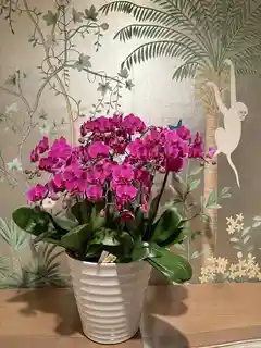 ミディ胡蝶蘭 ピンク タンブラーポッド 2本立ち | 胡蝶蘭ならHitoHana