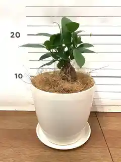 観葉植物 ガジュマル 3号 股仕立て アートストーン シリンダー グレー