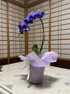 ミディ胡蝶蘭 Blue Gene（ブルージーン）5本立ち | 胡蝶蘭ならHitoHana