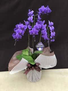 すず。超希少❗️胡蝶蘭❤️ブルージーン　3本立 ミディ胡蝶蘭 Blue Gene（ブルージーン）3本立ち | 胡蝶蘭なら