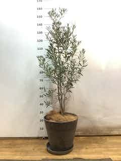 観葉植物 フェイジョア【185cm】11号 創樹トライアンフ プラスチック鉢