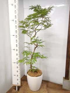 観葉植物 エバーフレッシュ 10号 曲り アートストーン ラウンド