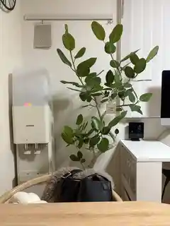 観葉植物 フィカス ベンガレンシス 8号 曲り プラスチック鉢 | 観葉
