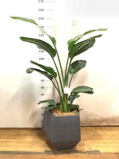 観葉植物 オーガスタ 10号 プラスチック鉢 | 観葉植物ならHitoHana