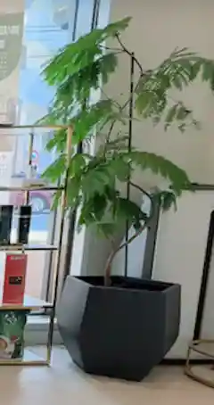 観葉植物 エバーフレッシュ【180cm】9号 プラスチック鉢 #69995 ※1都3