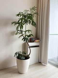 観葉植物 エバーフレッシュ 8号 曲り エコストーンwhite 付き