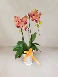 胡蝶蘭サーフソングの通販 | HitoHana（ひとはな）