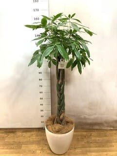 観葉植物 パキラ 10号 ねじり エコストーンwhite 付き | 観葉植物なら