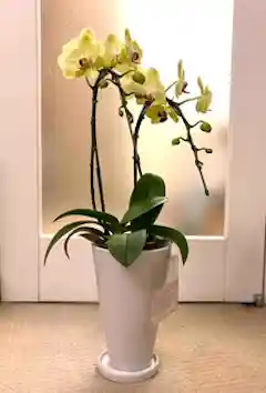 ミディ胡蝶蘭 イエロー ナオミゴールド 5.5号 3本立ち | 胡蝶蘭なら