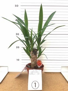 ユッカ 大型 | 観葉植物通販HitoHana(ひとはな)