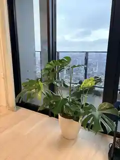 観葉植物 モンステラ 8号 ボサ造り ビトロ エンデカ クリーム アイアン