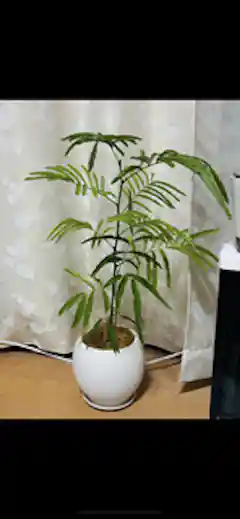 観葉植物 エバーフレッシュ【180cm】9号 プラスチック鉢 #69996 ※1都3