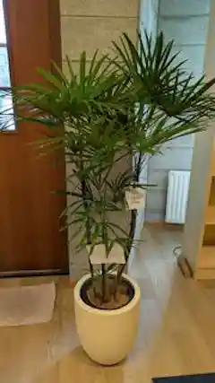 観葉植物 シュロチク（棕櫚竹） 8号 リブバスケットNatural 付き