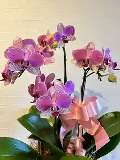 ミディ胡蝶蘭 ピンク 3本立ち 5.5号 | 胡蝶蘭ならHitoHana(ひとはな)