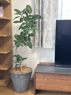 観葉植物 フィカス ベンガレンシス 8号 曲り プラスチック鉢 | 観葉
