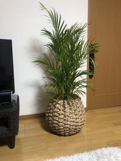 アレカヤシ８号 アレカヤシ 8号 | 観葉植物 | インテリアやギフトに - Hitohana