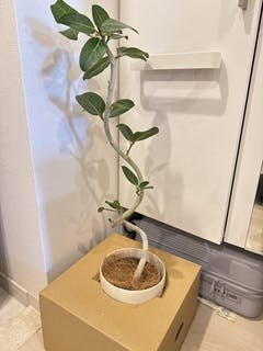 フィカス ベンガレンシス 5号 | 観葉植物通販 HitoHana（ひとはな）
