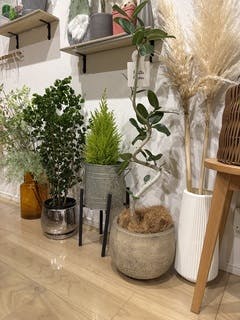 フィカス ベンガレンシス 5号 | 観葉植物通販 HitoHana（ひとはな）