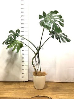 モンステラ 根あがり | 観葉植物通販 Hitohana（ひとはな）
