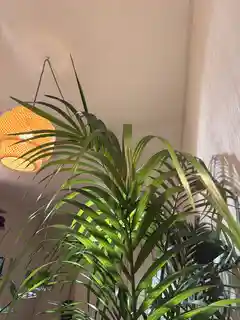 ケンチャヤシ 8号 | 観葉植物の通販ならHitoHana（ひとはな）