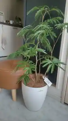 エバーフレッシュ 曲がり | 観葉植物通販 Hitohana（ひとはな）