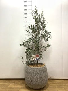 観葉植物 オリーブ 10号 チプレッシーノ ラスターポット 付き | 観葉