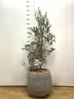 観葉植物 オリーブ 10号 チプレッシーノ ラスターポット 付き | 観葉 