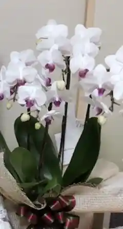 ミニ胡蝶蘭 ピンク 花笑み 2本立ち 陶器（白）鉢付き | 胡蝶蘭なら