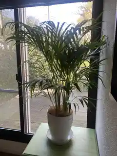 アレカヤシ 大型 | 観葉植物通販HitoHana(ひとはな)