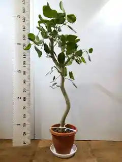 観葉植物 フィカス ベンガレンシス 10号 曲り プラスチック鉢 | 観葉