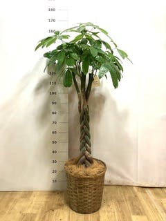 観葉植物 フィカスジャンボリーフ 【155cm】 9号 プラスチック鉢