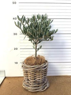 オリーブの木 レッチーノ | 観葉植物通販HitoHana(ひとはな)