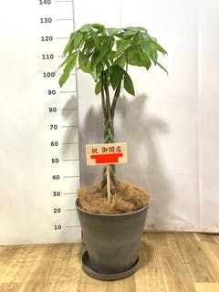 観葉植物 パキラ 8号 ねじり ライム ドゥオ ユーポット＆ソーサー