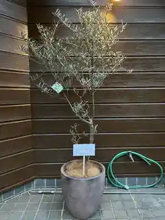 観葉植物 オリーブの木【180cm】12号 創樹 ネバディロブランコ