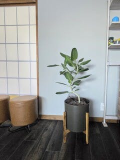 鉢カバー・KONTON HOLST(ホルスト) | 鉢カバーの通販ならひとはな