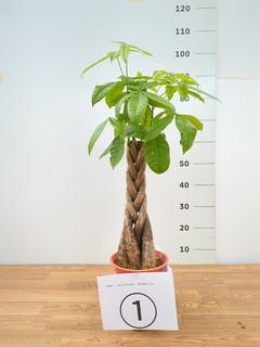 177155216873068402527337851650