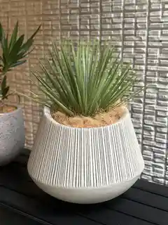 観葉植物 ユッカ 8号 ロストラータ プラスチック鉢 | 観葉植物なら
