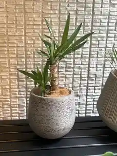 観葉植物 ユッカ 6号 ノーマル Coral Pot (コーラルポット) ブラック