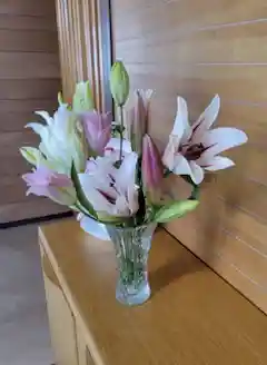 産地直送 チューリップ 花束 染めモカ（10本入り）／富山 富山県花卉