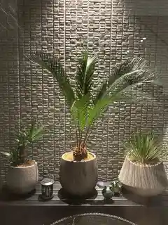 ソテツ 10号 | 観葉植物 | インテリアやギフトに - Hitohana（ひとはな）